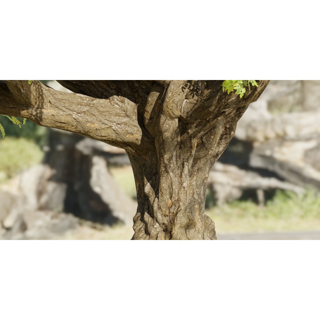 Tamarindus Tree 3D Model – PBR Game Asset, Blender, FBX, OBJ - View 4