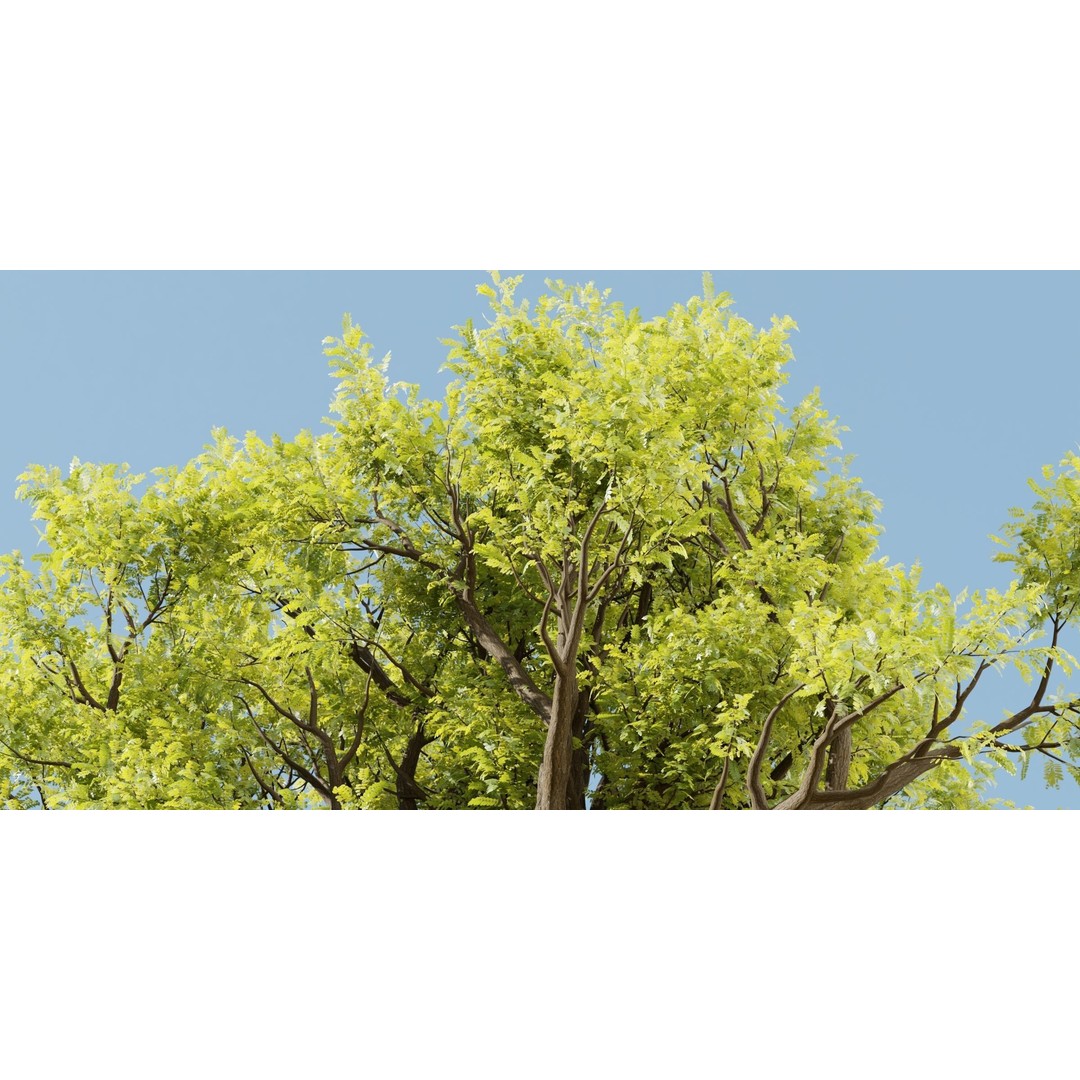 Tamarindus Tree 3D Model – PBR Game Asset, Blender, FBX, OBJ - View 5