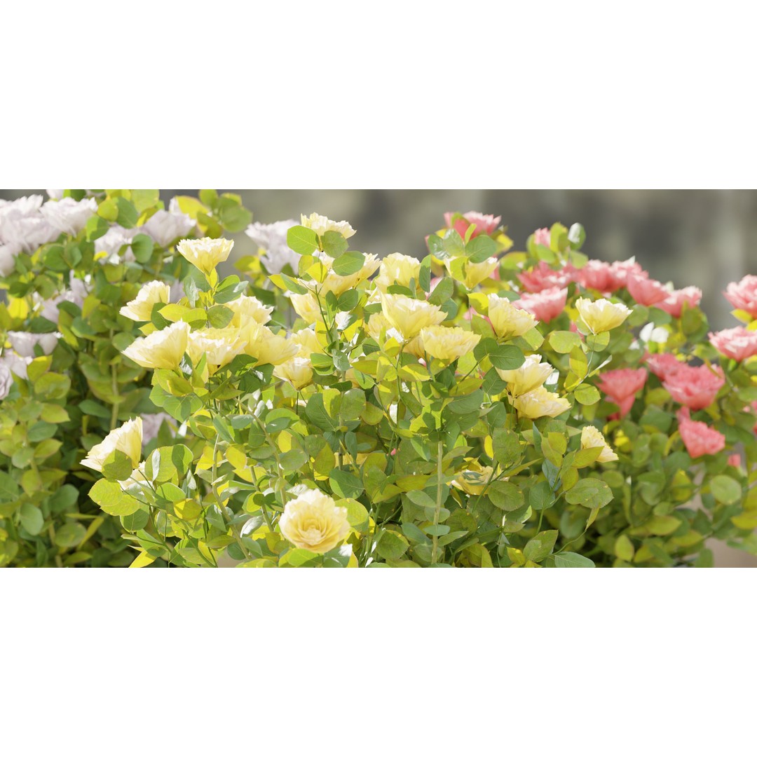 Rose Flowering Bushes 3D Model – High Poly Blender Asset, PBR Textures - View 4