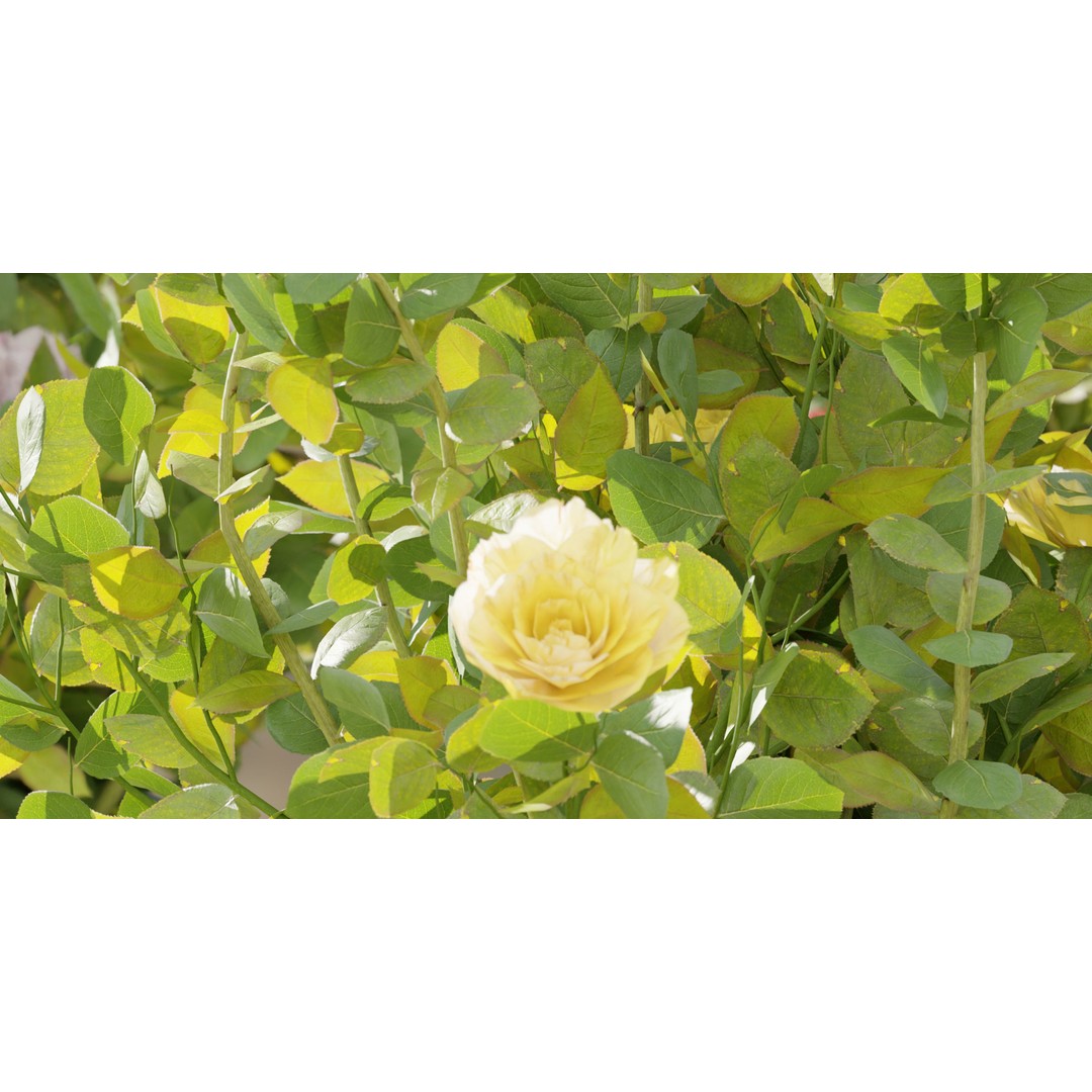 Rose Flowering Bushes 3D Model – High Poly Blender Asset, PBR Textures - View 5