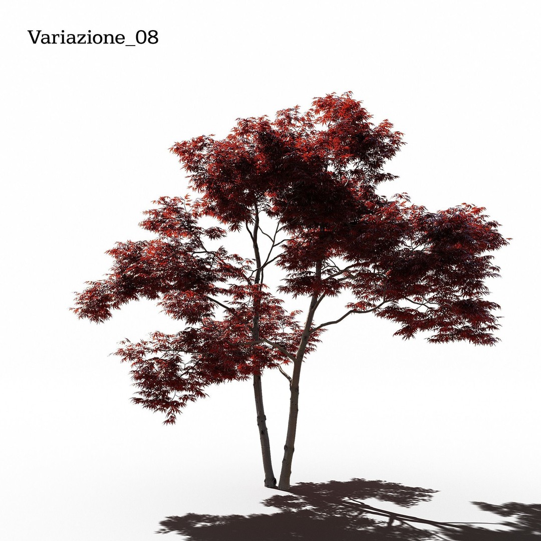 Japanese Maple Dissectum 3D Model – Animated PBR Asset, FBX - View 10
