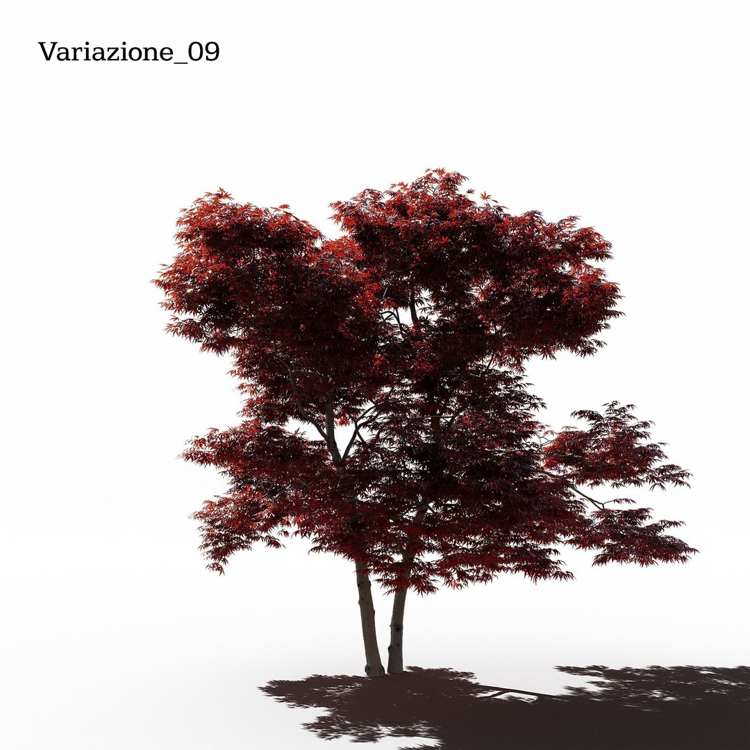 Japanese Maple Dissectum 3D Model – Animated PBR Asset, FBX - View 11