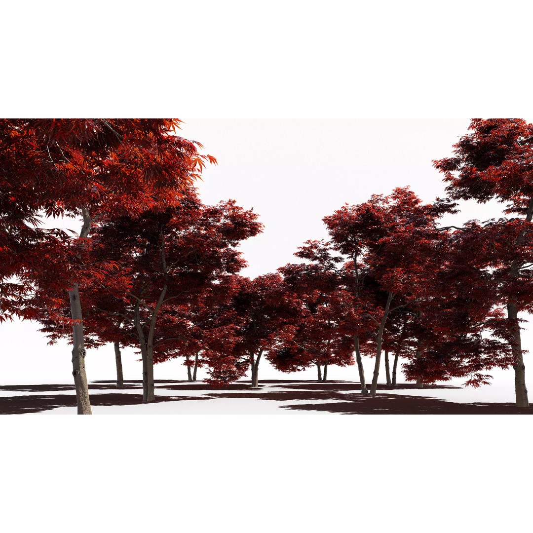 Japanese Maple Dissectum 3D Model – Animated PBR Asset, FBX - View 2