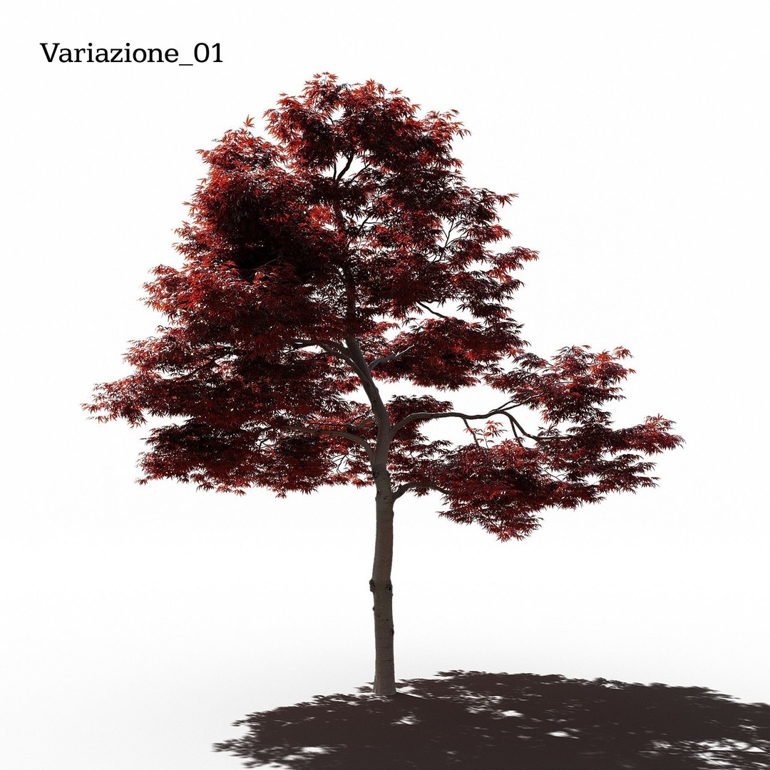 Japanese Maple Dissectum 3D Model – Animated PBR Asset, FBX - View 3