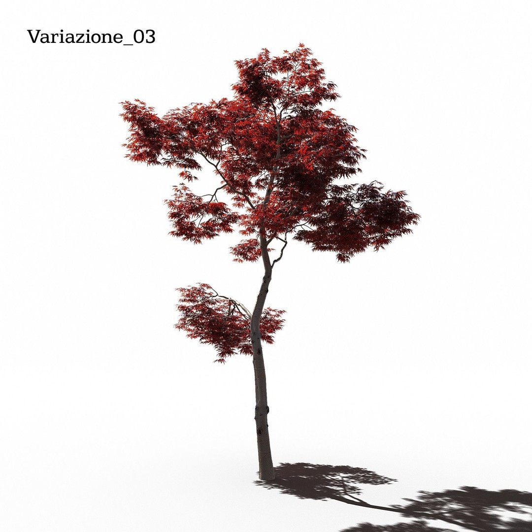 Japanese Maple Dissectum 3D Model – Animated PBR Asset, FBX - View 5