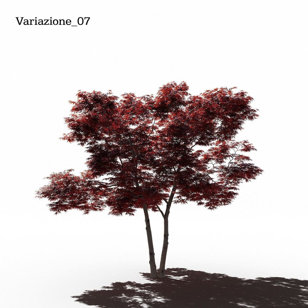 Japanese Maple Dissectum 3D Model – Animated PBR Asset, FBX - View 9