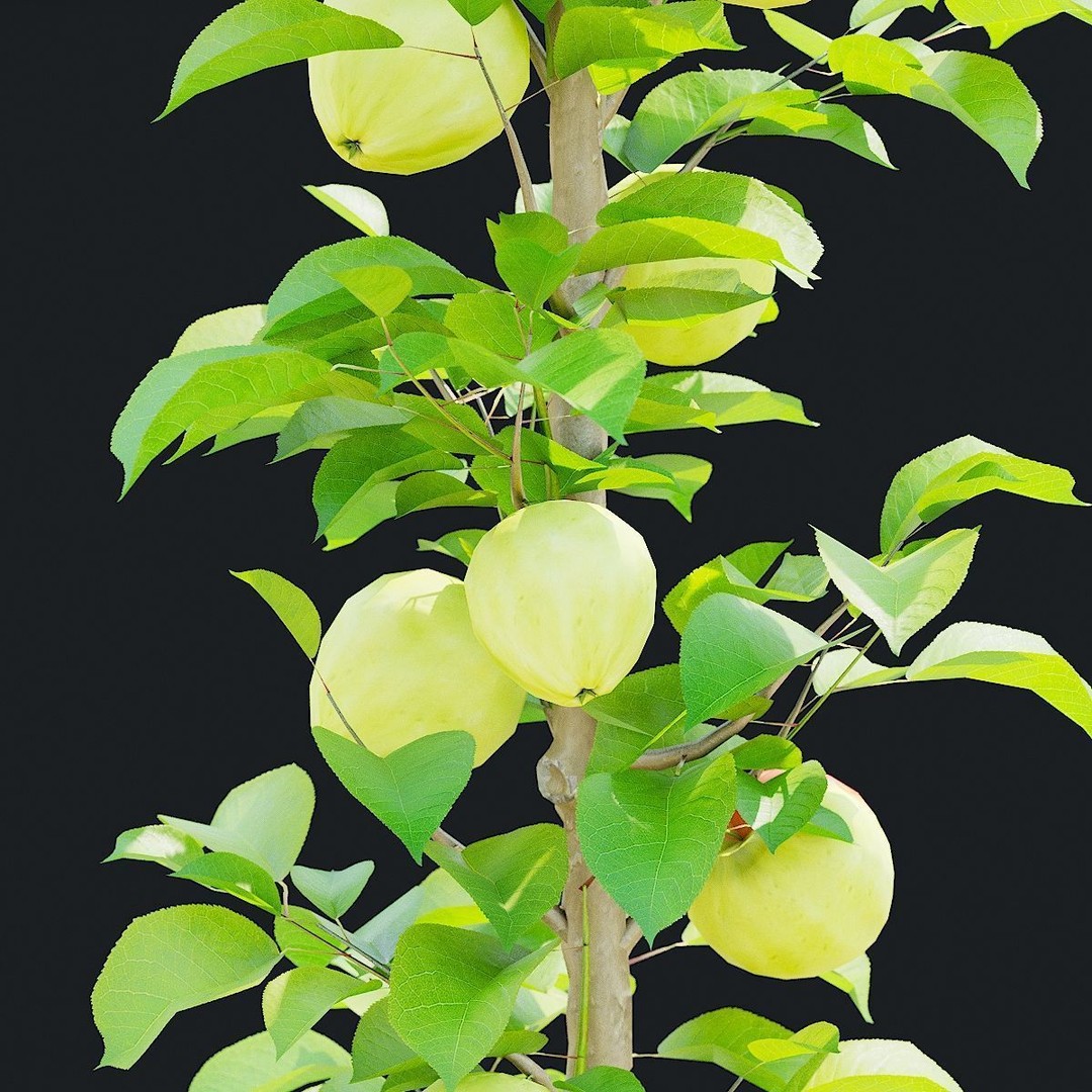 Columnar Fruit Trees 3D Model – High Poly PBR Game Asset, FBX, OBJ
