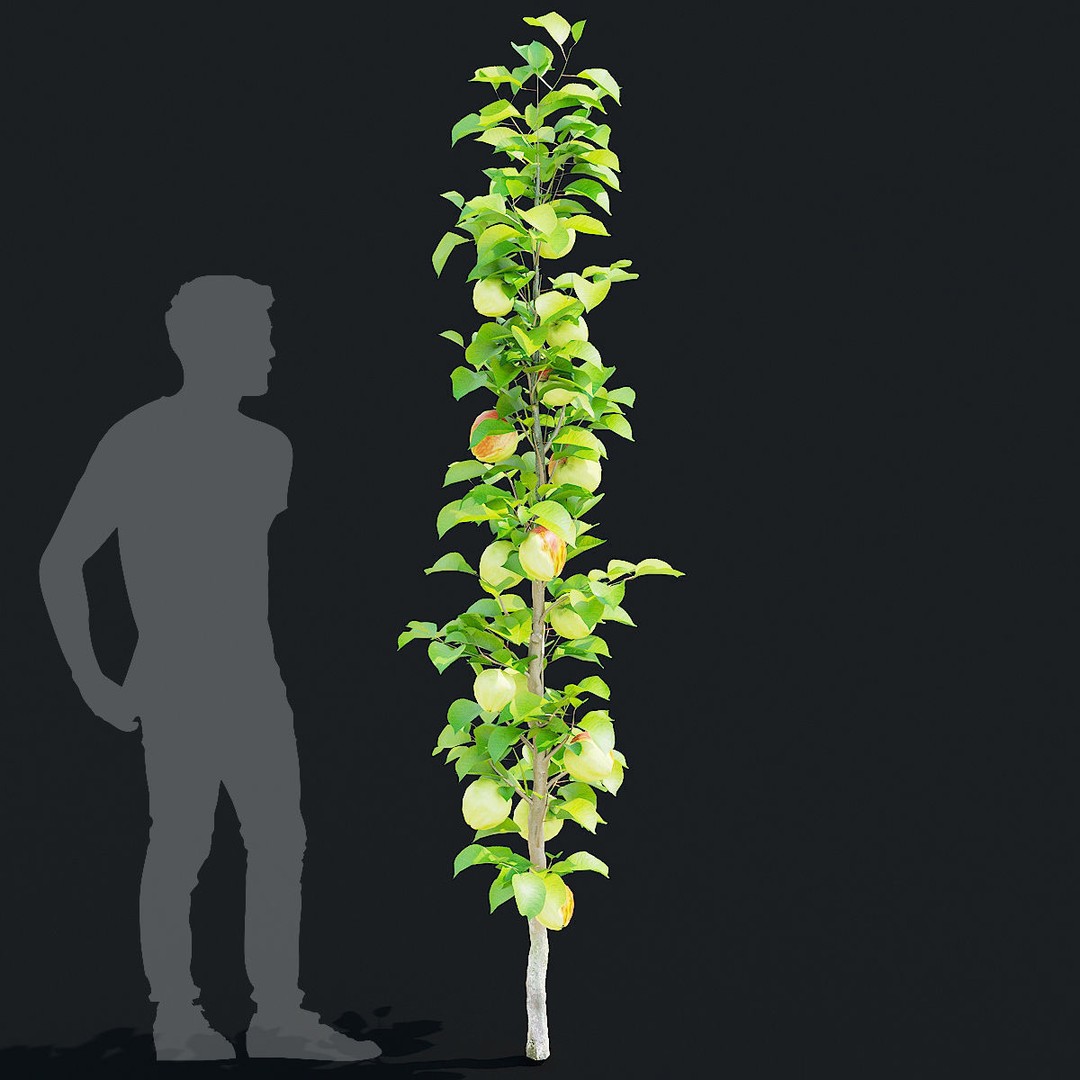 Columnar Fruit Trees 3D Model – High Poly PBR Game Asset, FBX, OBJ - View 10