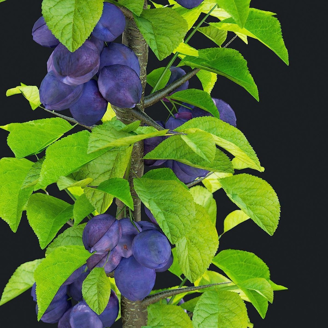 Columnar Fruit Trees 3D Model – High Poly PBR Game Asset, FBX, OBJ - View 11