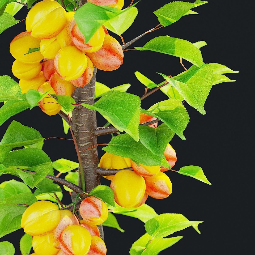 Columnar Fruit Trees 3D Model – High Poly PBR Game Asset, FBX, OBJ - View 12