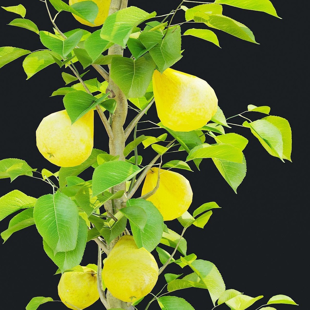Columnar Fruit Trees 3D Model – High Poly PBR Game Asset, FBX, OBJ - View 13