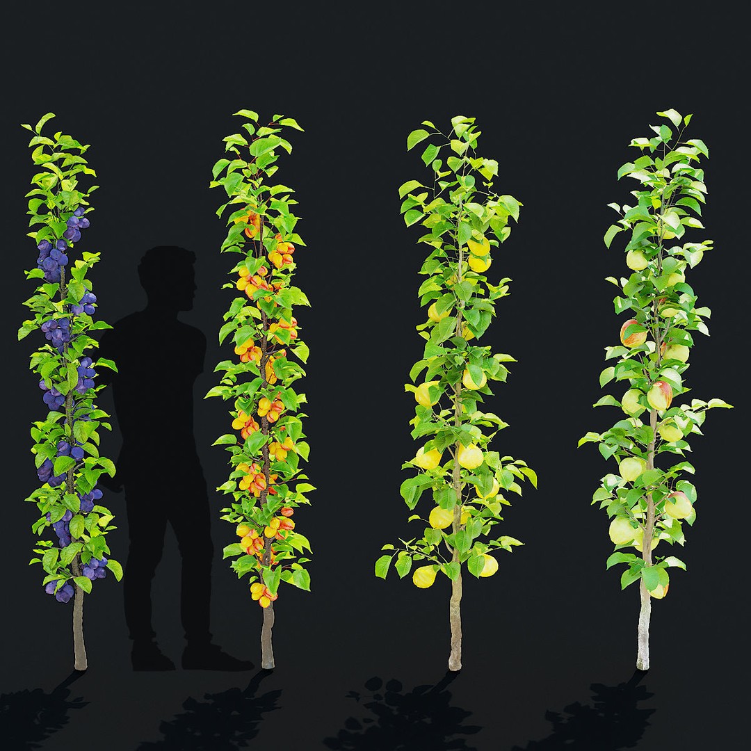 Columnar Fruit Trees 3D Model – High Poly PBR Game Asset, FBX, OBJ - View 5