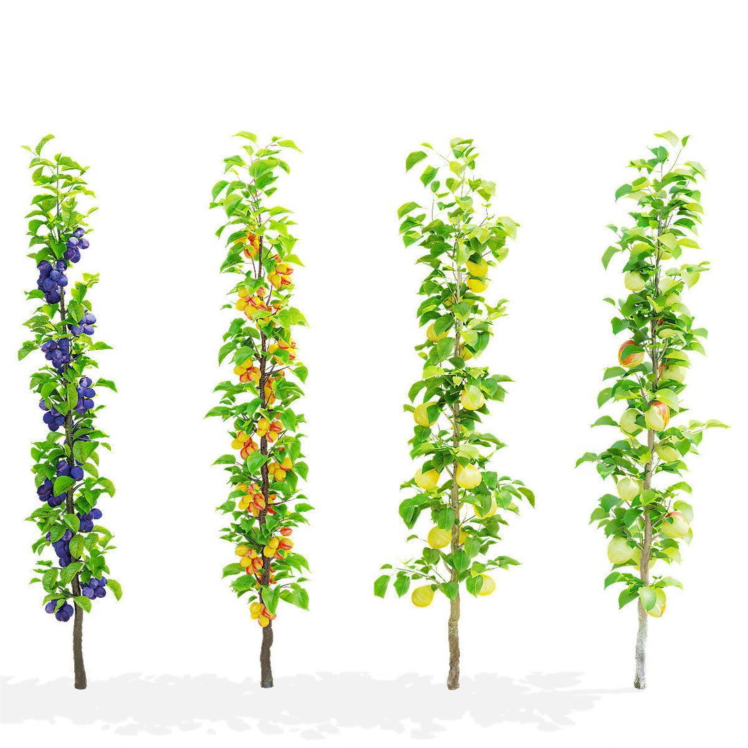 Columnar Fruit Trees 3D Model – High Poly PBR Game Asset, FBX, OBJ - View 6