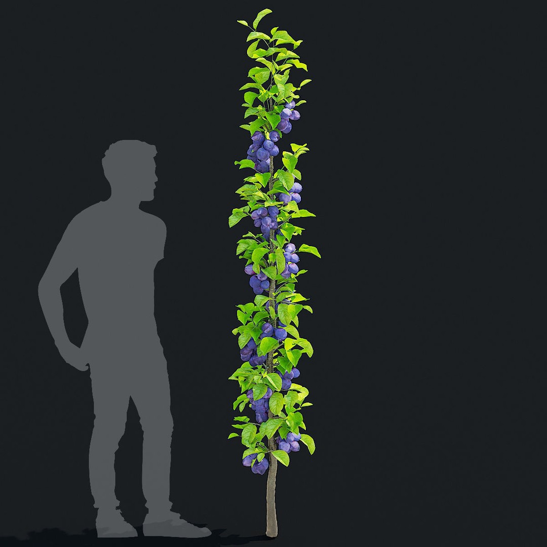 Columnar Fruit Trees 3D Model – High Poly PBR Game Asset, FBX, OBJ - View 7