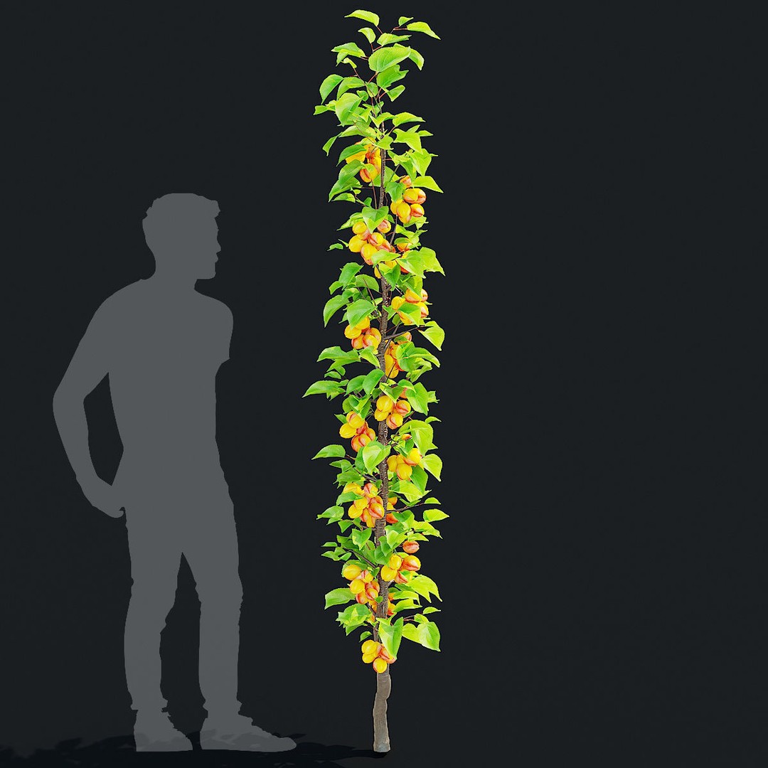 Columnar Fruit Trees 3D Model – High Poly PBR Game Asset, FBX, OBJ - View 8
