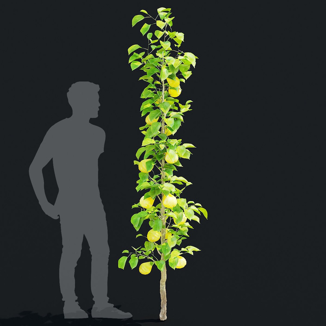 Columnar Fruit Trees 3D Model – High Poly PBR Game Asset, FBX, OBJ - View 9
