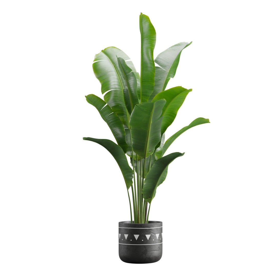 Indoor Plants 3D Model – Exotic Low Poly Set for Interior Renders - View 11
