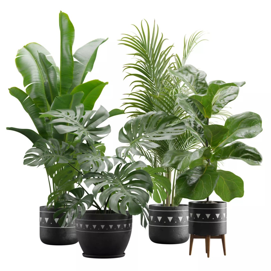 Indoor Plants 3D Model – Exotic Low Poly Set for Interior Renders - View 2