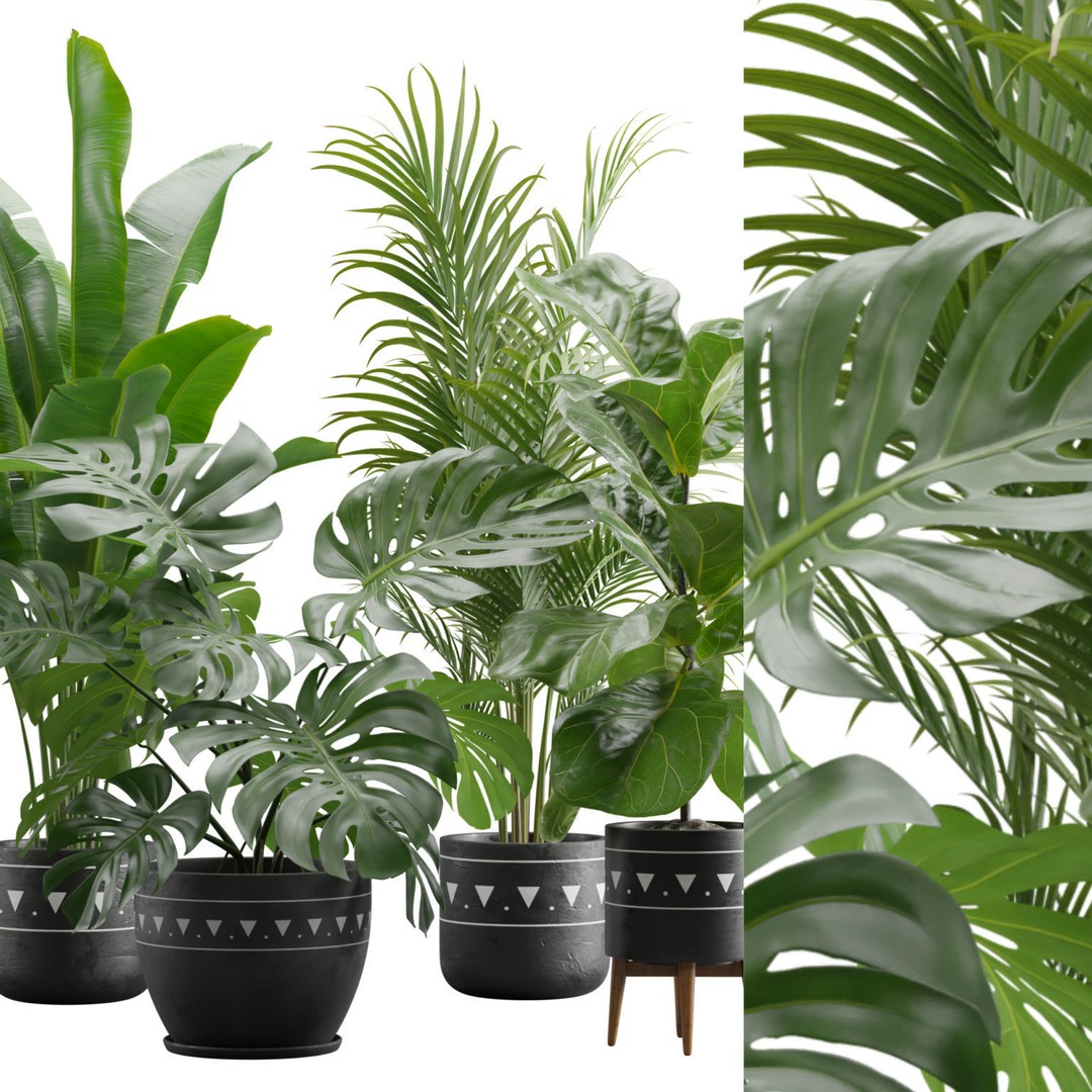 Indoor Plants 3D Model – Exotic Low Poly Set for Interior Renders - View 3