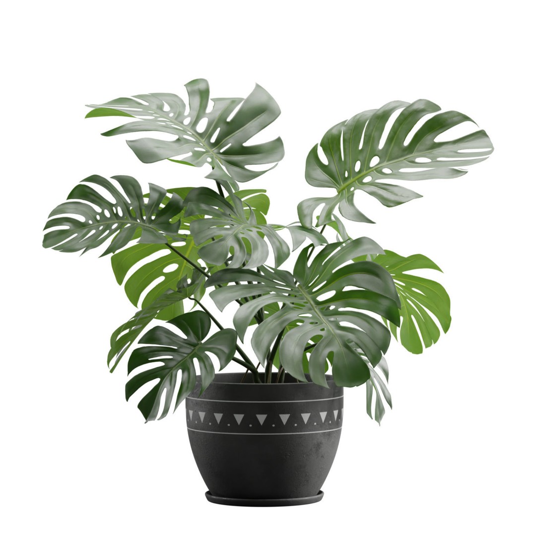 Indoor Plants 3D Model – Exotic Low Poly Set for Interior Renders - View 9