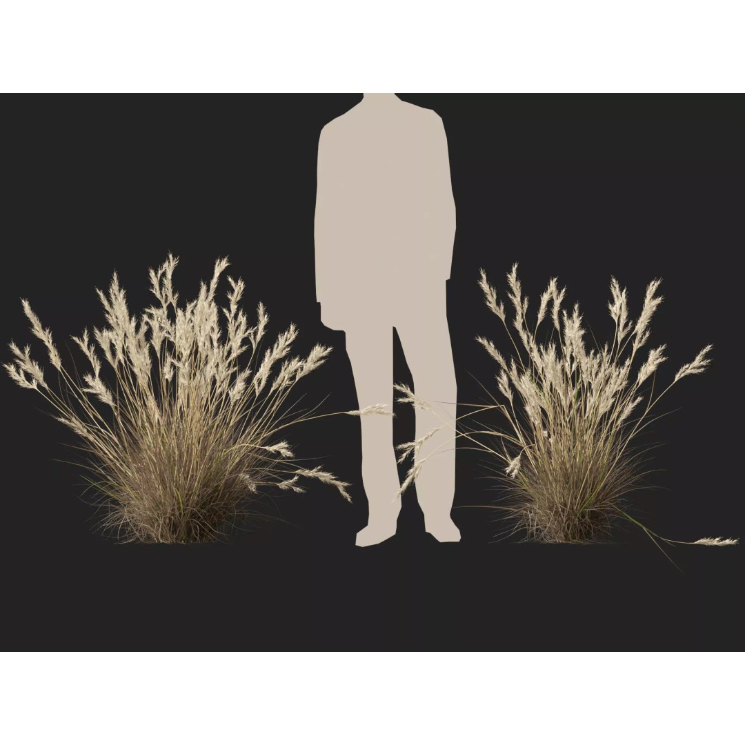 Rytidosperma caespitosum 3D Model – Low Poly Grass Asset, FBX & More