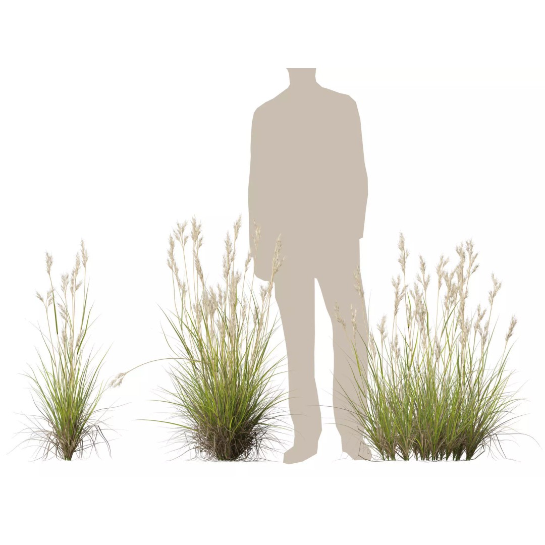 Rytidosperma caespitosum 3D Model – Low Poly Grass Asset, FBX & More - View 10