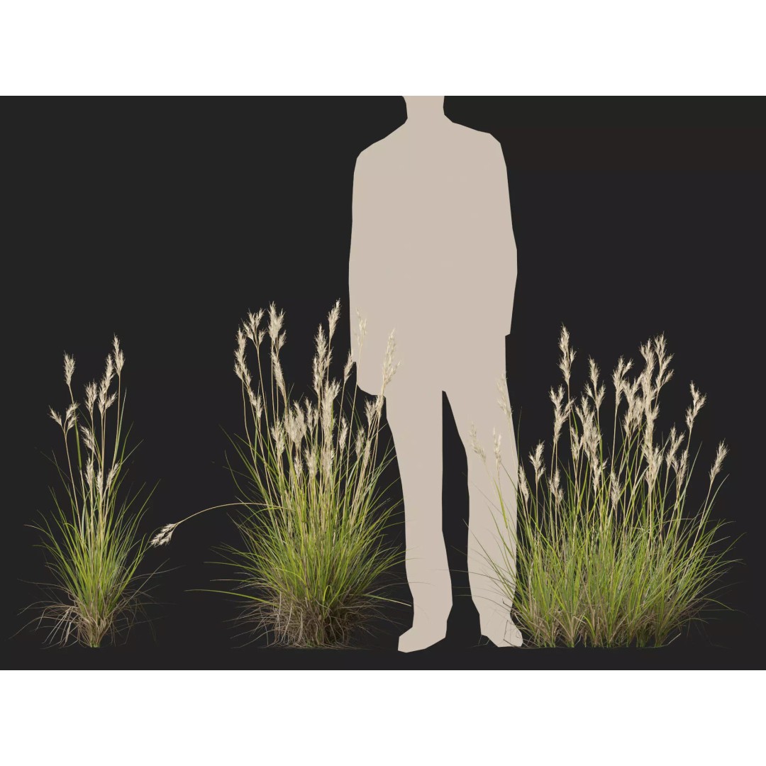 Rytidosperma caespitosum 3D Model – Low Poly Grass Asset, FBX & More - View 11