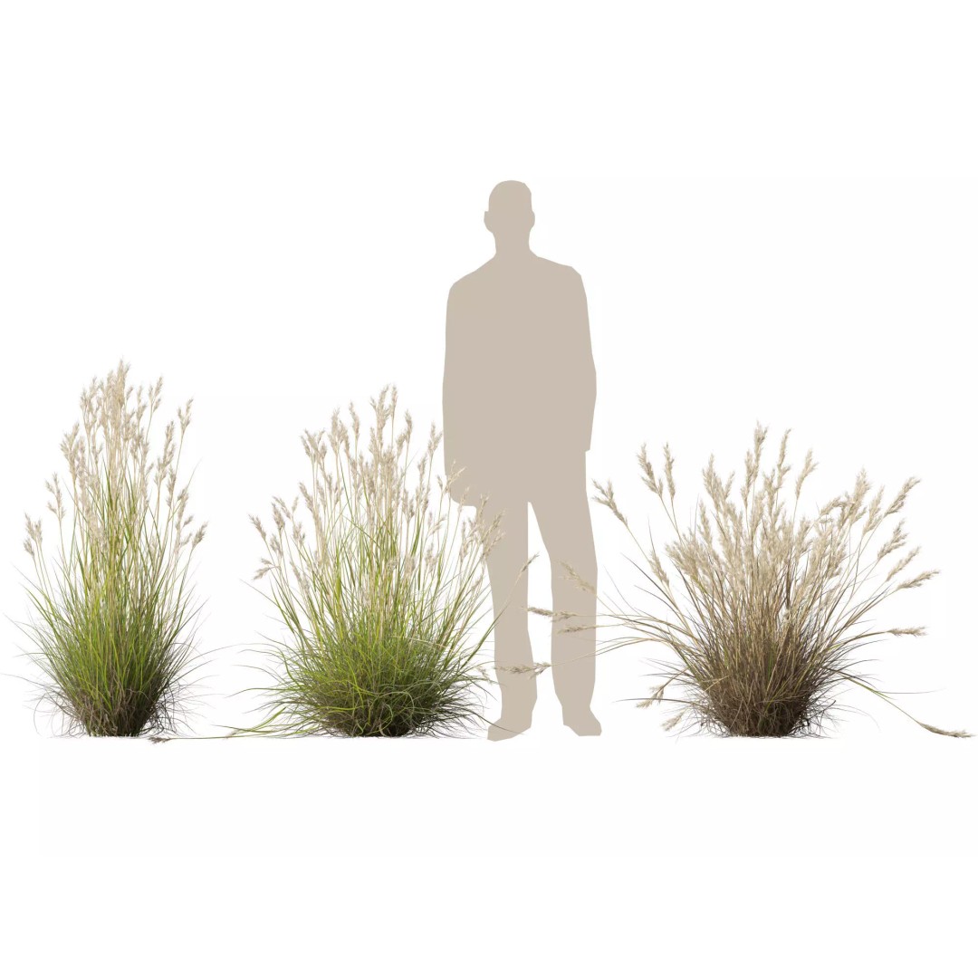 Rytidosperma caespitosum 3D Model – Low Poly Grass Asset, FBX & More - View 12