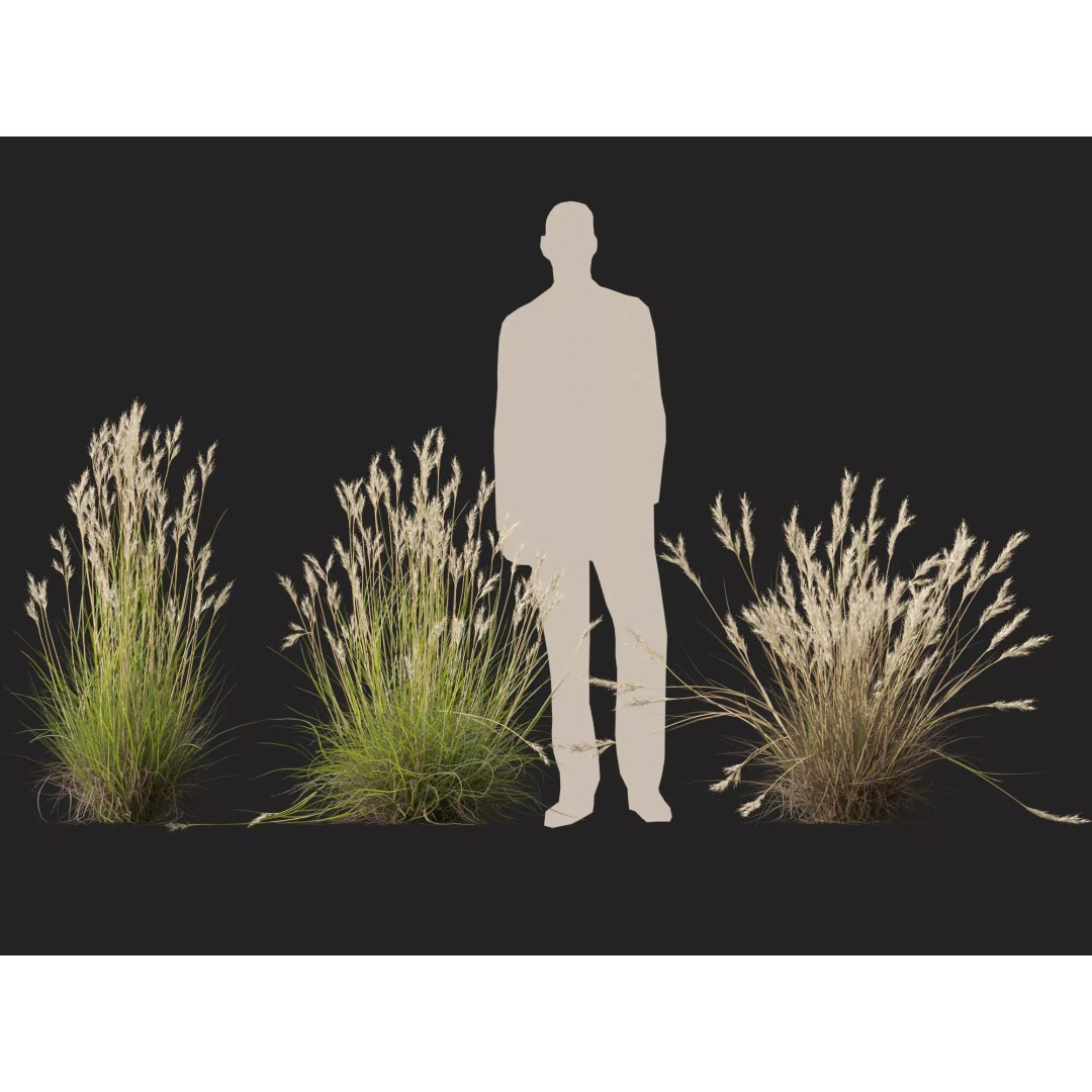 Rytidosperma caespitosum 3D Model – Low Poly Grass Asset, FBX & More - View 13