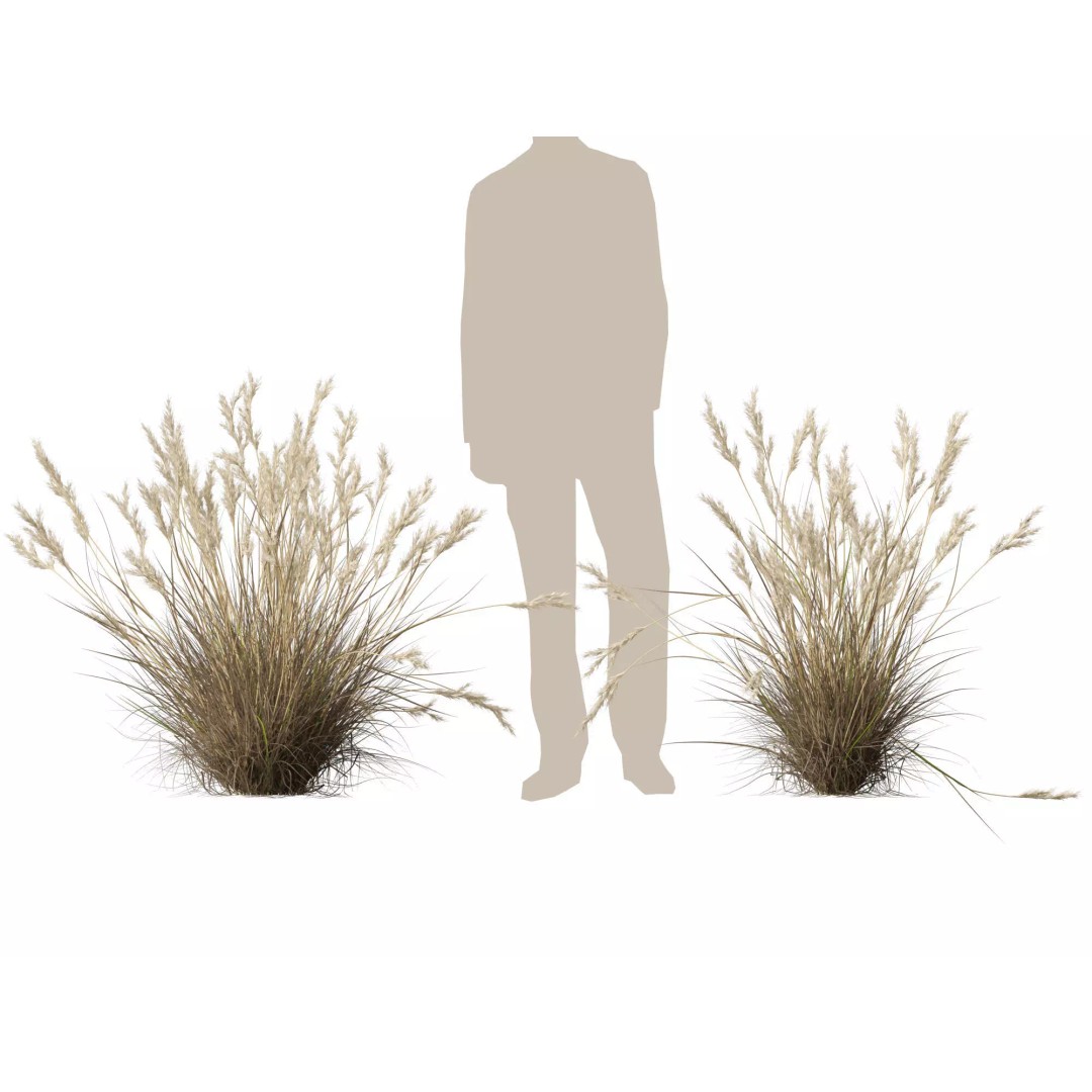 Rytidosperma caespitosum 3D Model – Low Poly Grass Asset, FBX & More - View 14