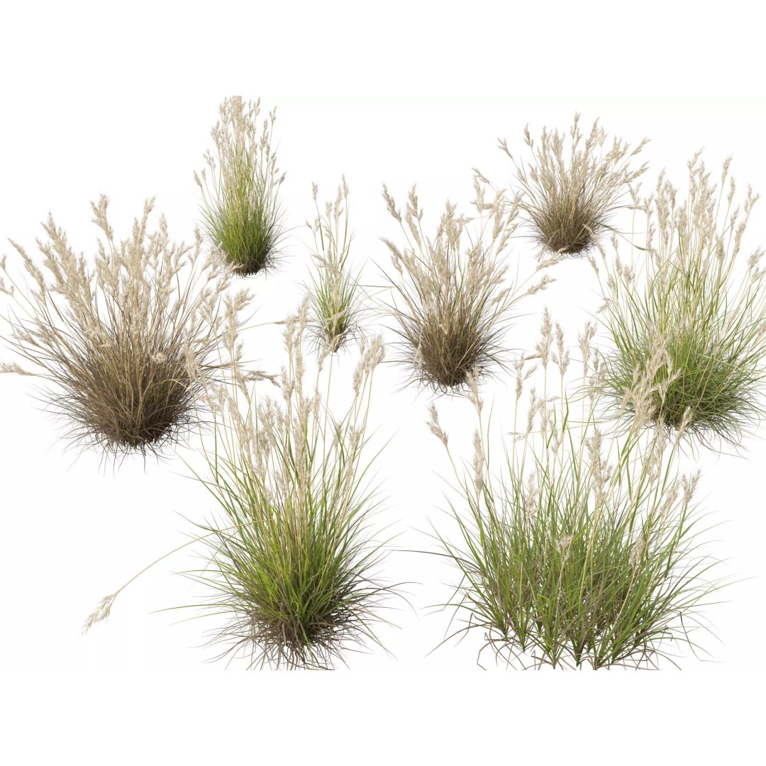 Rytidosperma caespitosum 3D Model – Low Poly Grass Asset, FBX & More - View 2
