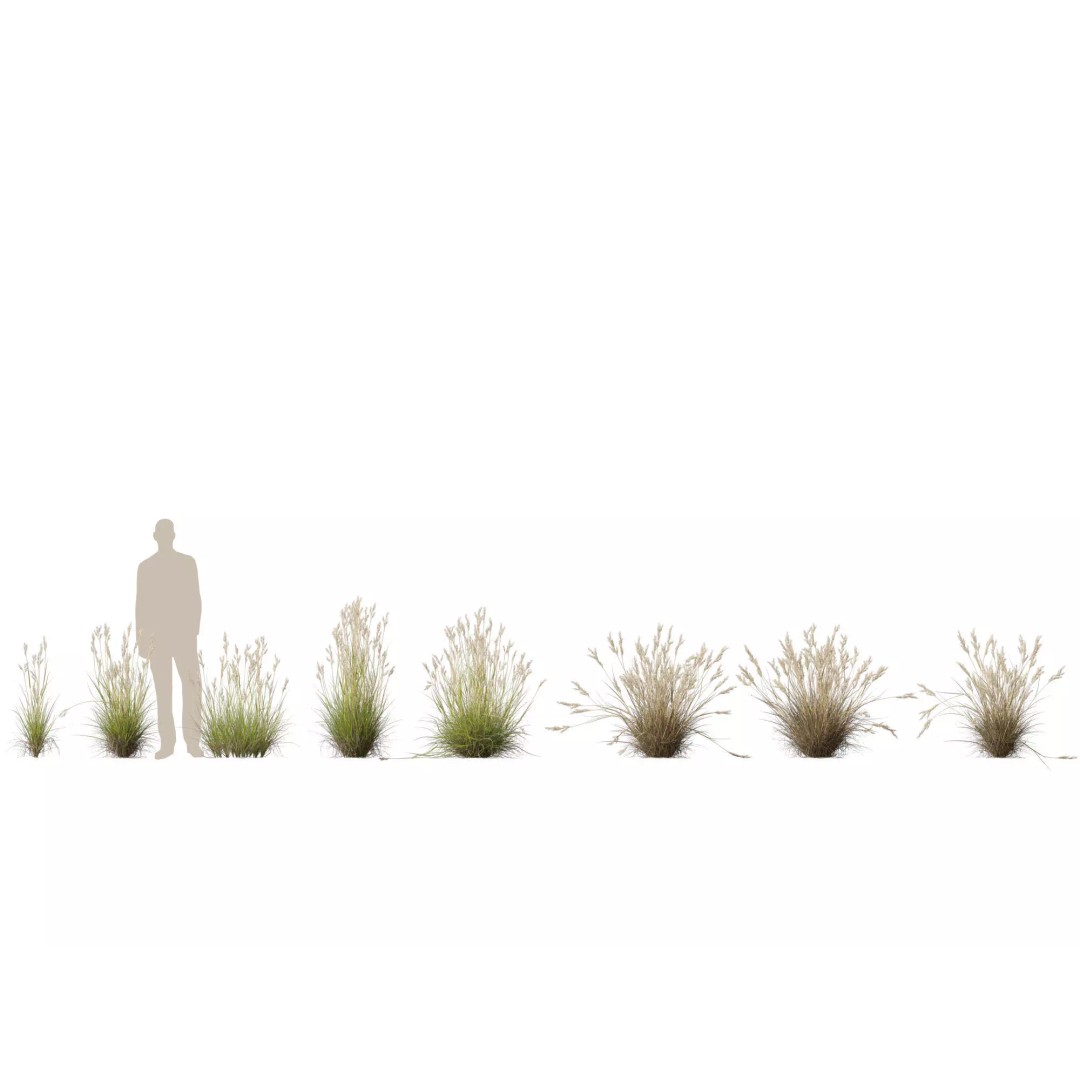 Rytidosperma caespitosum 3D Model – Low Poly Grass Asset, FBX & More - View 3