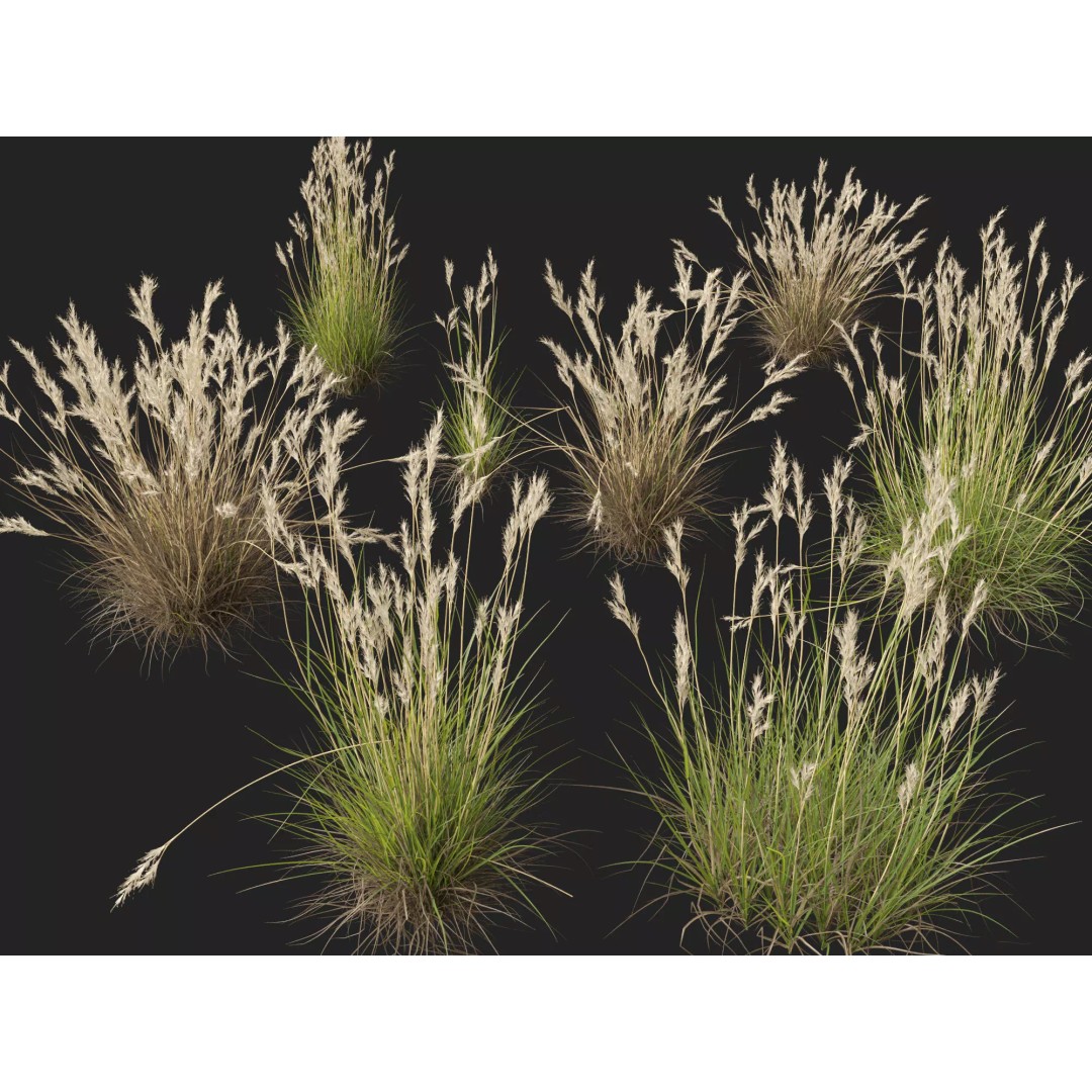 Rytidosperma caespitosum 3D Model – Low Poly Grass Asset, FBX & More - View 4