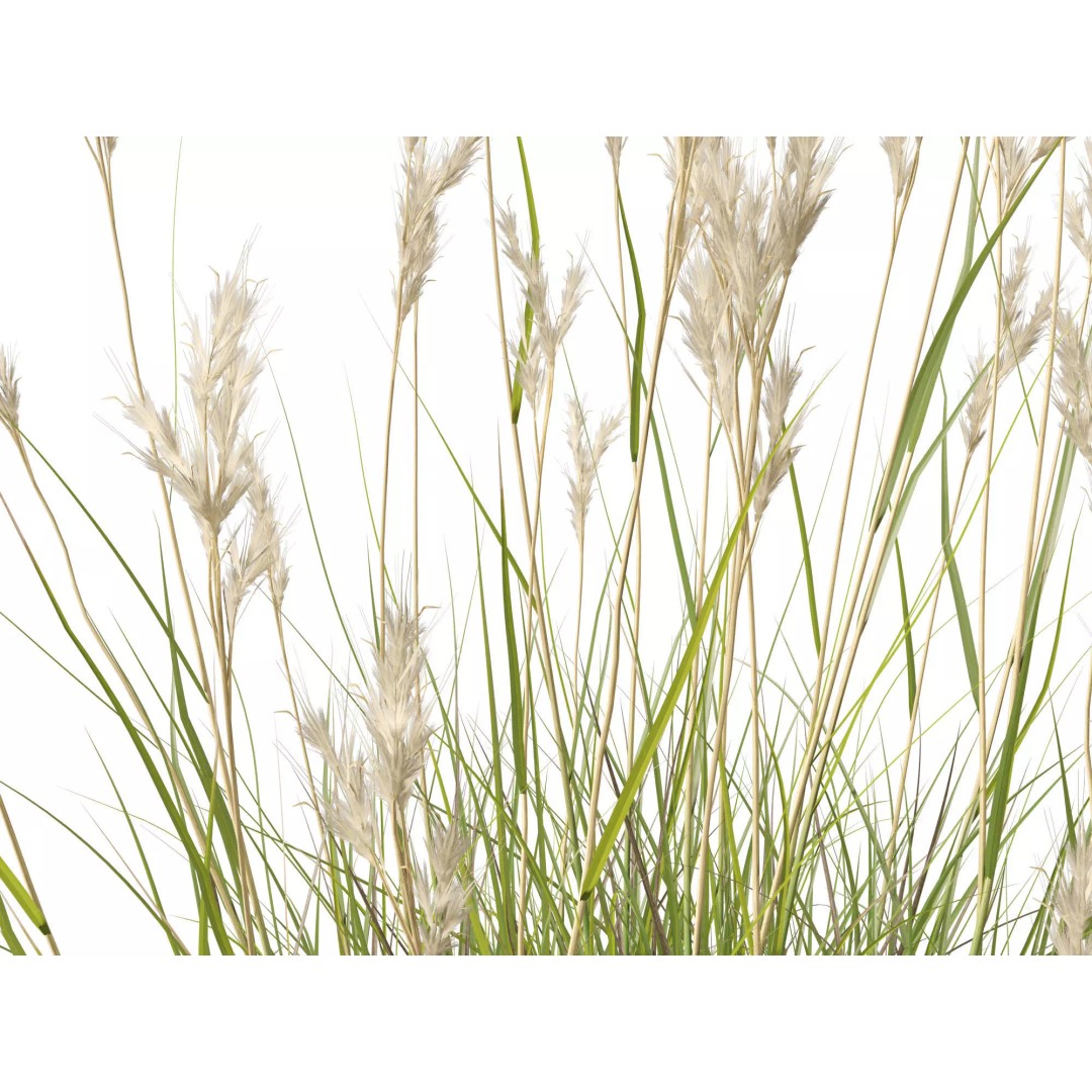 Rytidosperma caespitosum 3D Model – Low Poly Grass Asset, FBX & More - View 5
