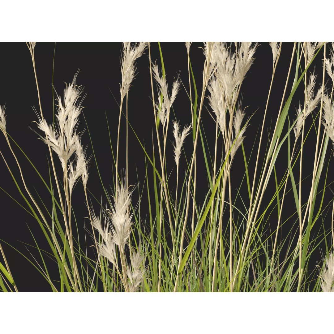 Rytidosperma caespitosum 3D Model – Low Poly Grass Asset, FBX & More - View 6