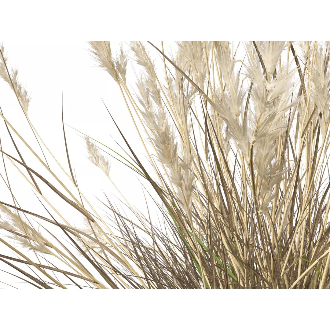 Rytidosperma caespitosum 3D Model – Low Poly Grass Asset, FBX & More - View 7
