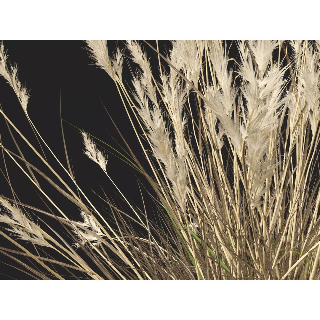 Rytidosperma caespitosum 3D Model – Low Poly Grass Asset, FBX & More - View 8