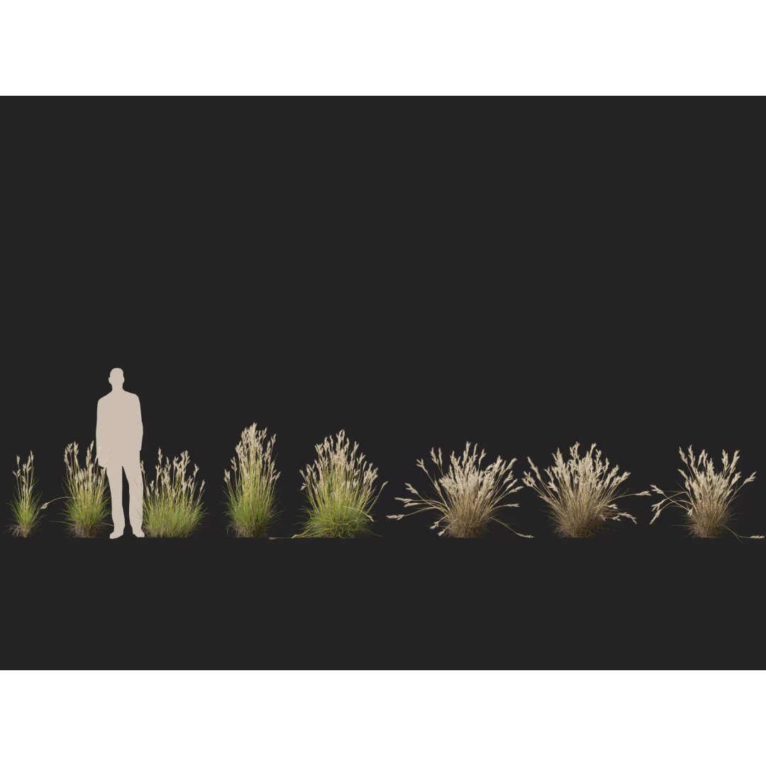 Rytidosperma caespitosum 3D Model – Low Poly Grass Asset, FBX & More - View 9