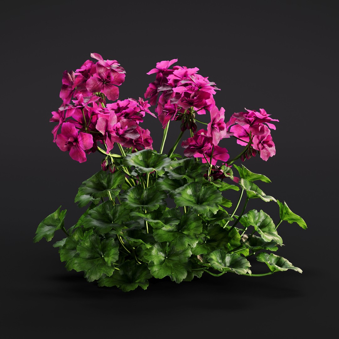 Garden Plants 3D Model – Photorealistic Collection, FBX & Corona - View 26