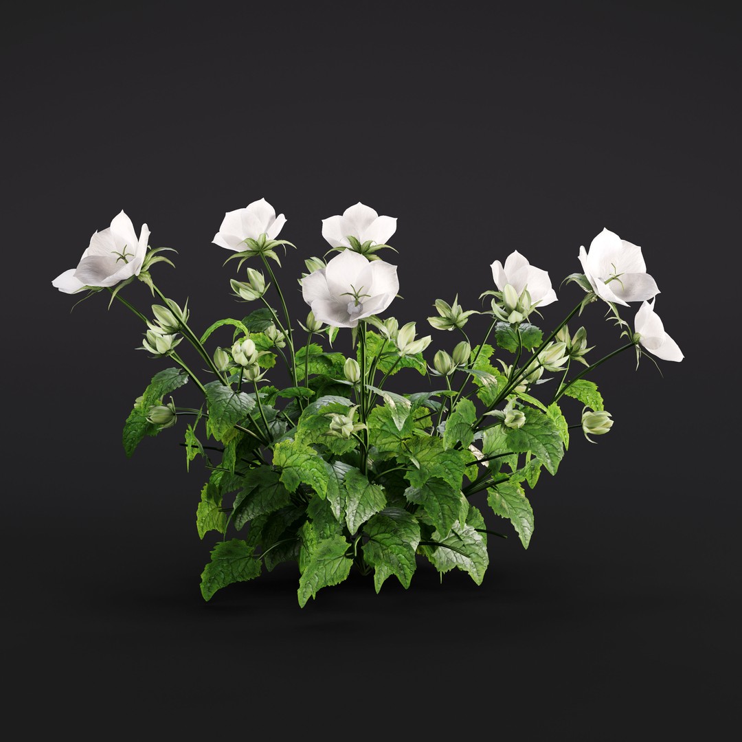 Garden Plants 3D Model – Photorealistic Collection, FBX & Corona - View 29