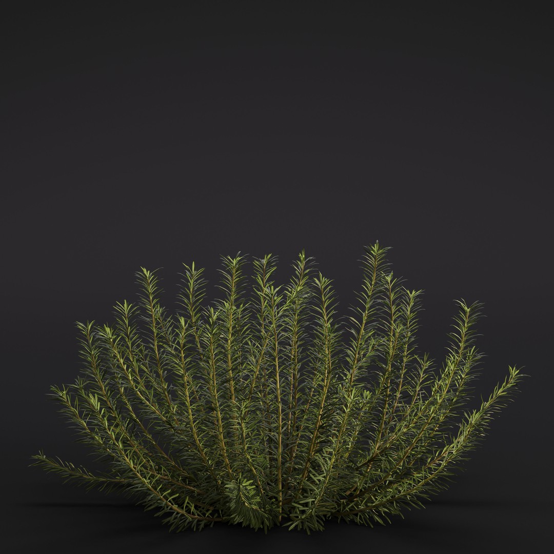 Garden Plants 3D Model – Photorealistic Collection, FBX & Corona - View 4