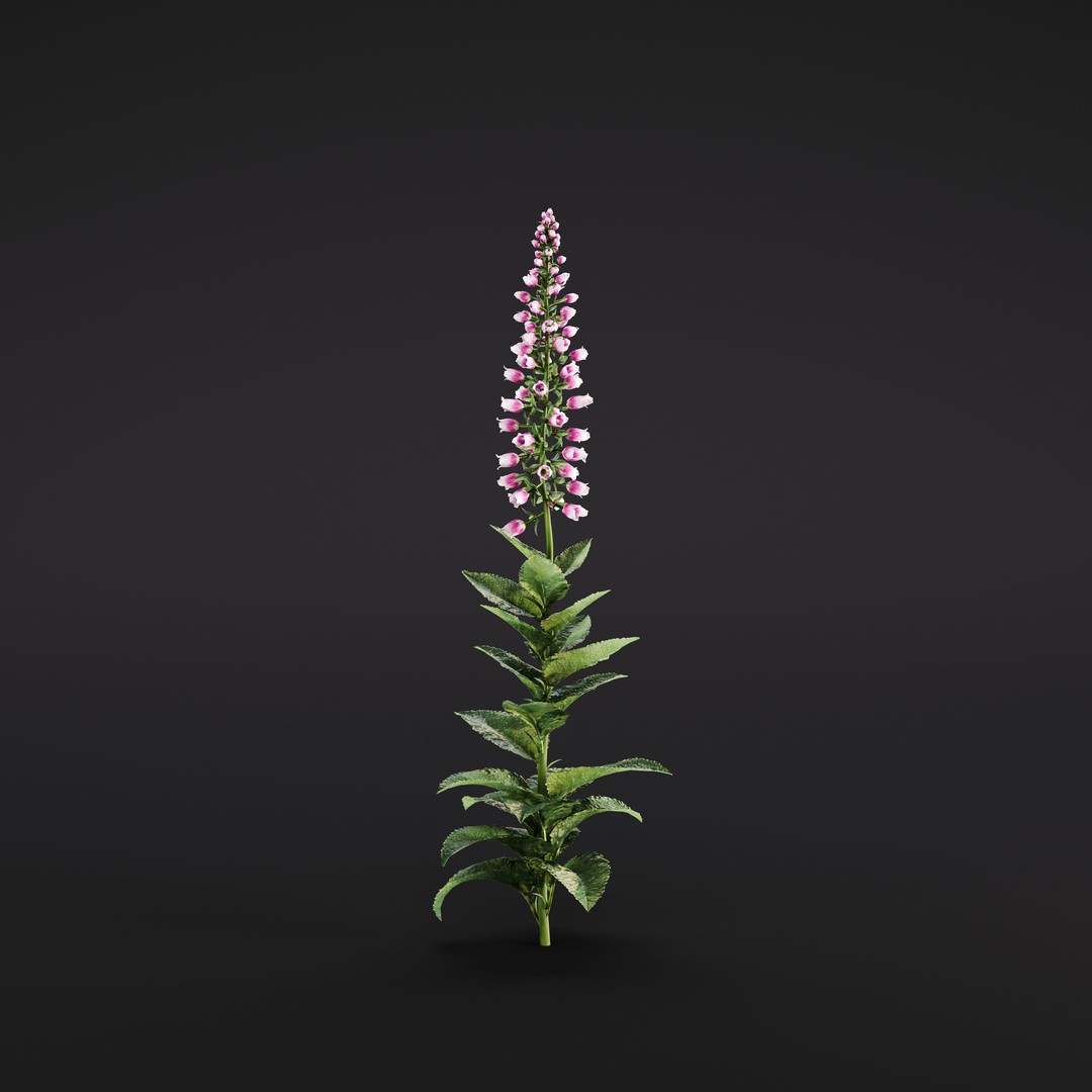 Garden Plants 3D Model – Photorealistic Collection, FBX & Corona - View 9