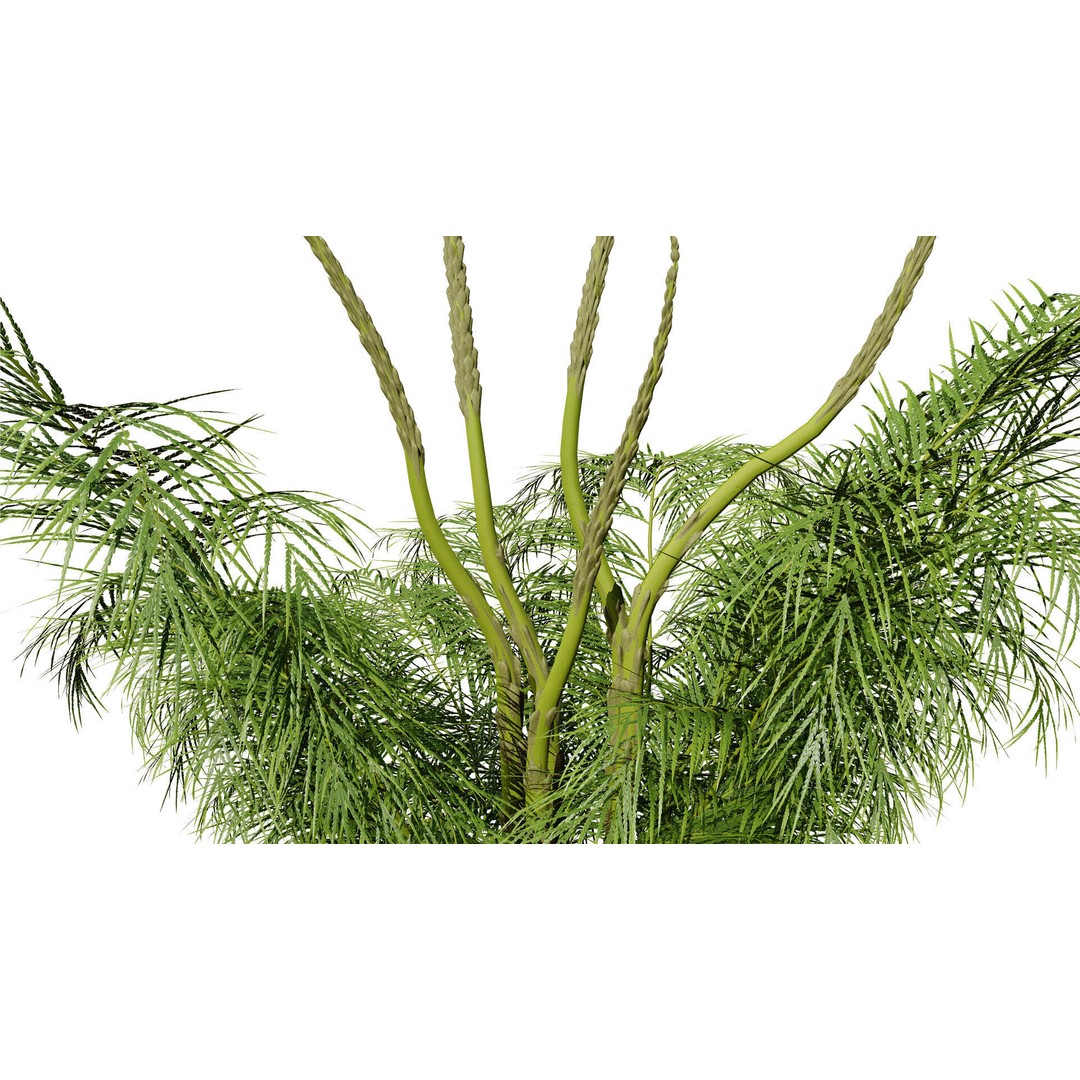 Asparagus Plant 3D Model – Low Poly Game Ready Asset, FBX, PBR - View 10