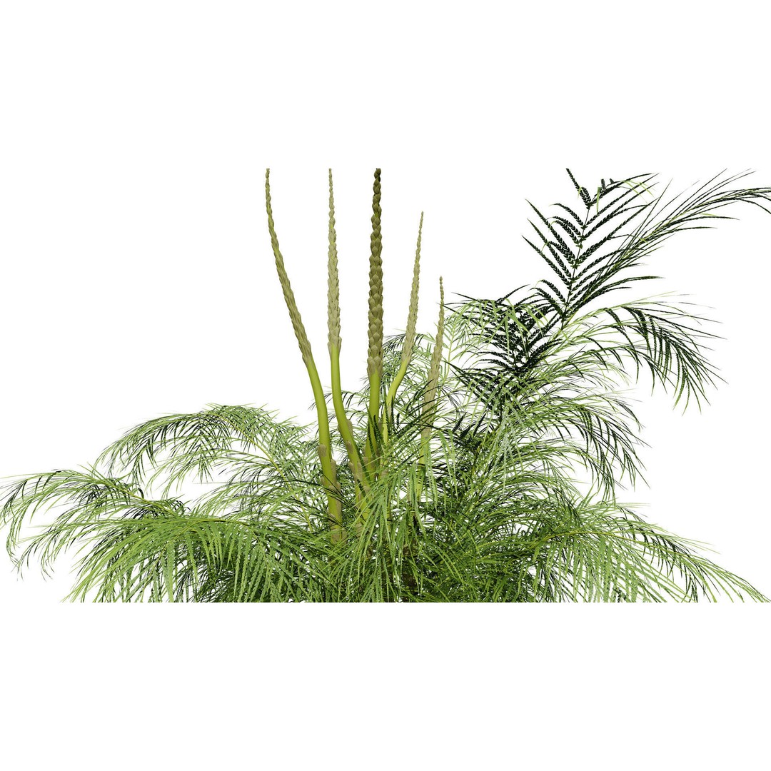 Asparagus Plant 3D Model – Low Poly Game Ready Asset, FBX, PBR - View 4