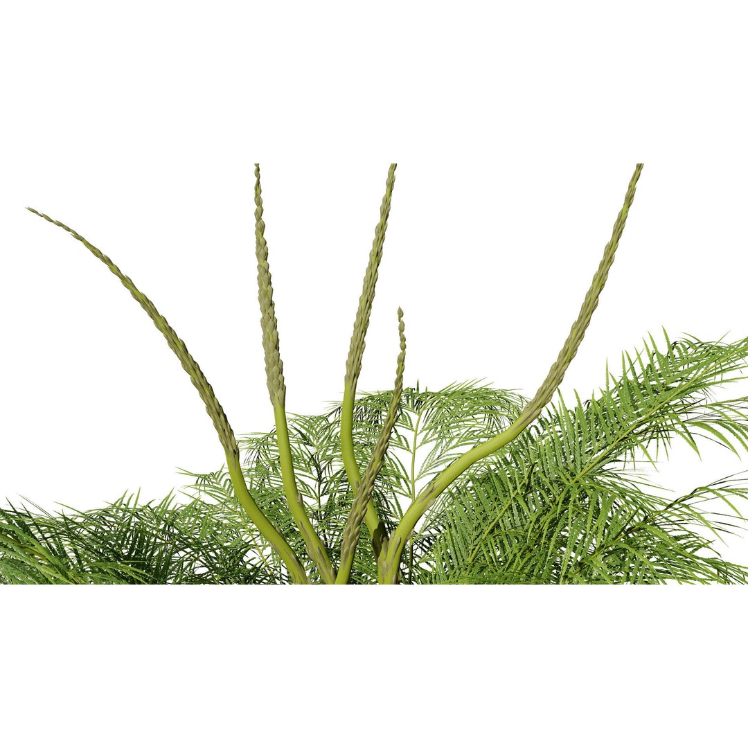 Asparagus Plant 3D Model – Low Poly Game Ready Asset, FBX, PBR - View 9