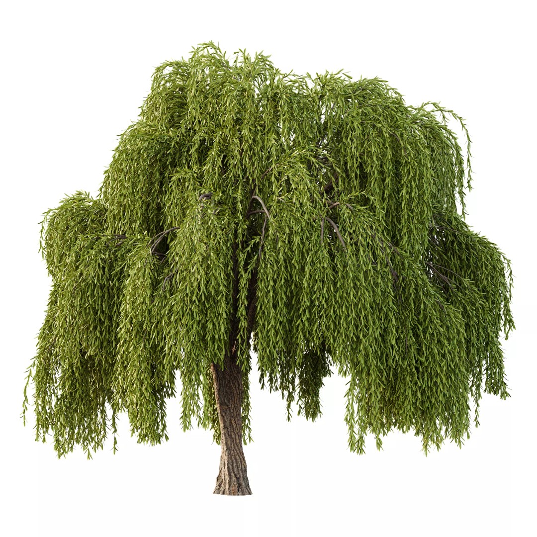 Weeping Willow Tree 3D Model – High Poly PBR Asset, FBX & OBJ - View 2