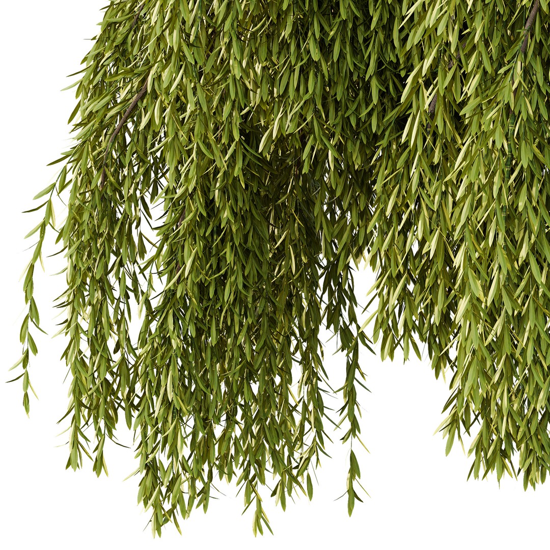 Weeping Willow Tree 3D Model – High Poly PBR Asset, FBX & OBJ - View 3