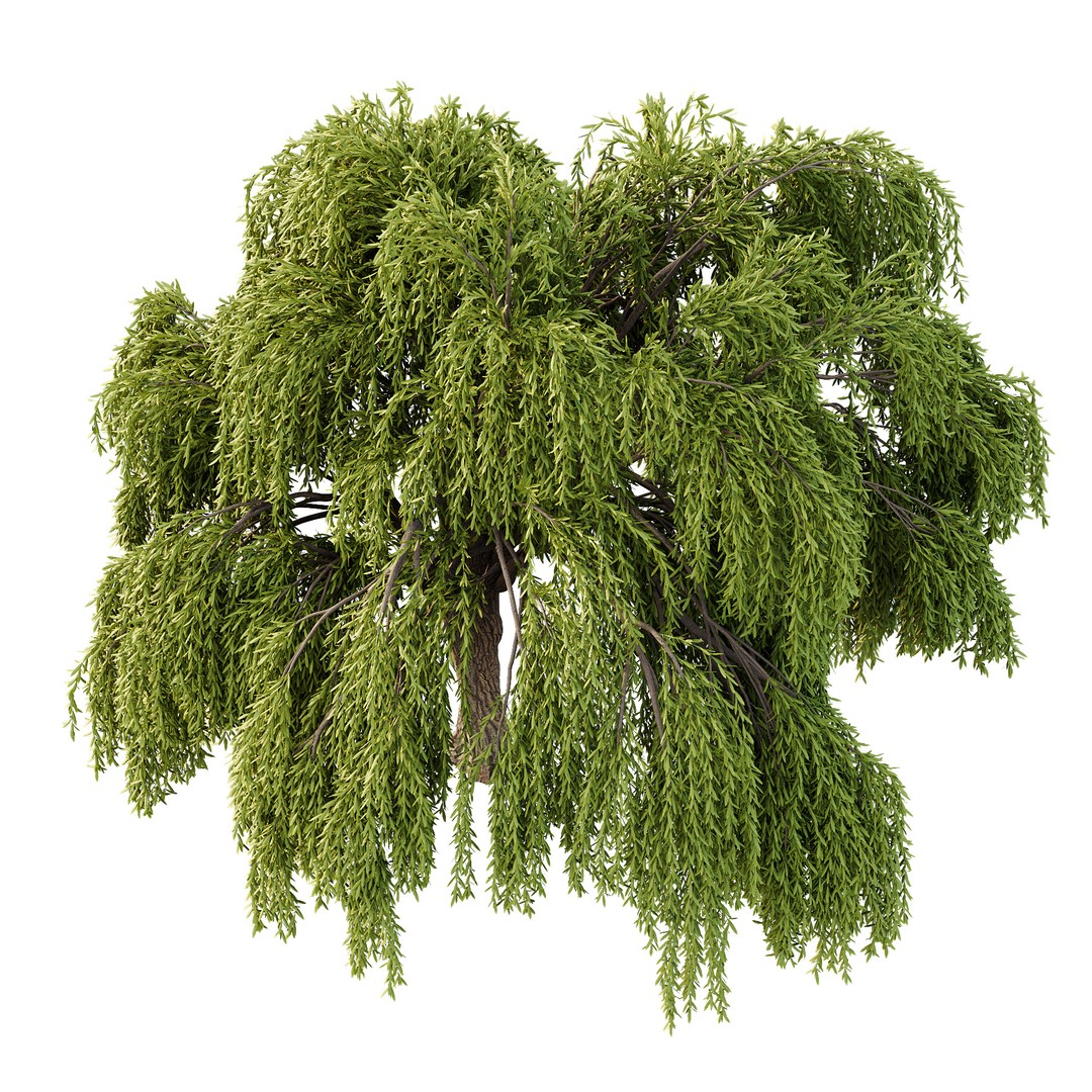 Weeping Willow Tree 3D Model – High Poly PBR Asset, FBX & OBJ - View 4