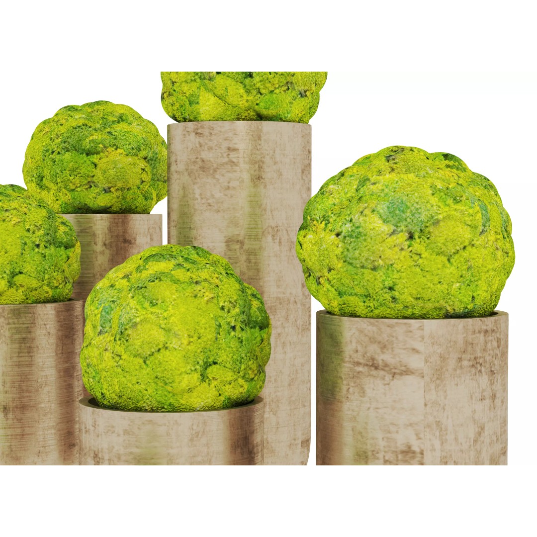 Modern Indoor Plants 3D Model – Realistic Pot Plant, FBX & OBJ Formats - View 11