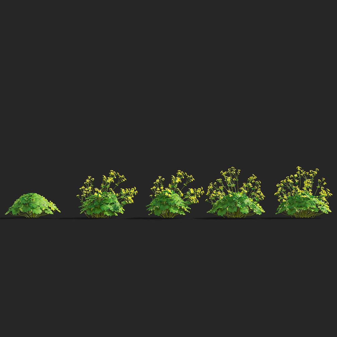 Alchemilla Mollis 3D Model – High Poly Flower Asset, FBX, PBR Textures